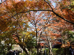 茶屋、月笑庵の前の庭園に下ってきた
このあたりの紅葉も見事、だいぶ人も増えている
入口の近くにあって、入ればこちらに行きたくなるけど、まずは本堂の円窓へ行って行列の様子を見た方がよいと思う

