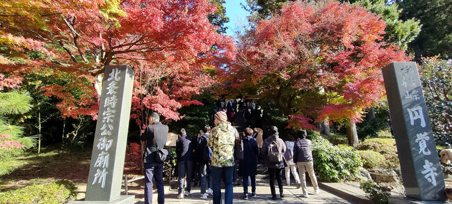 「円覚寺」の紅葉、綺麗ですねぇ(^^♪<br />観光客が続々と入っていきましたが、私共はもう少し線路に沿って進み