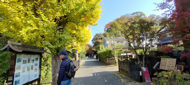 明月院通りのイチョウ、黄葉して綺麗～