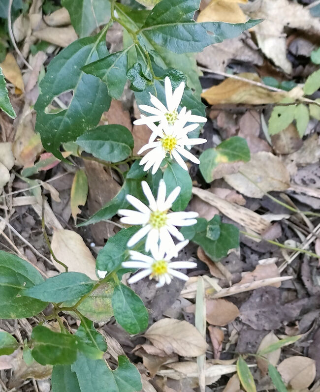 「シラヤマギク」