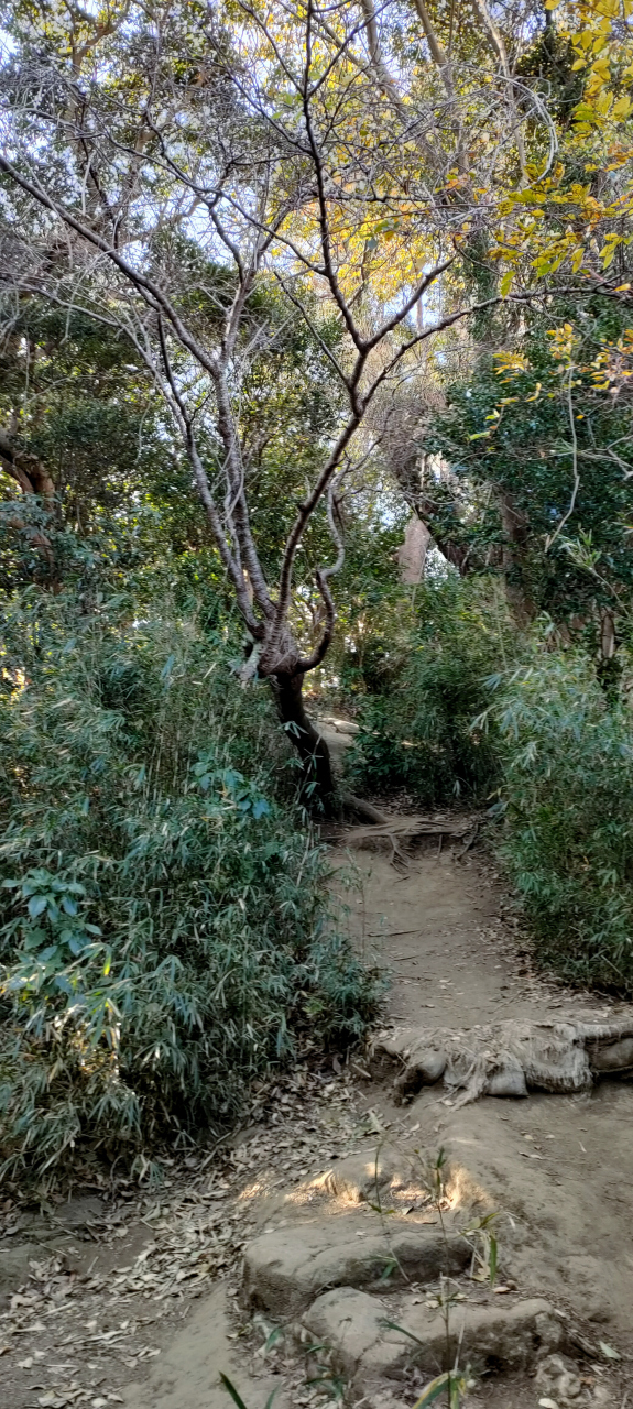 天園を目指します