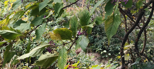 「ムラサキシキブ」