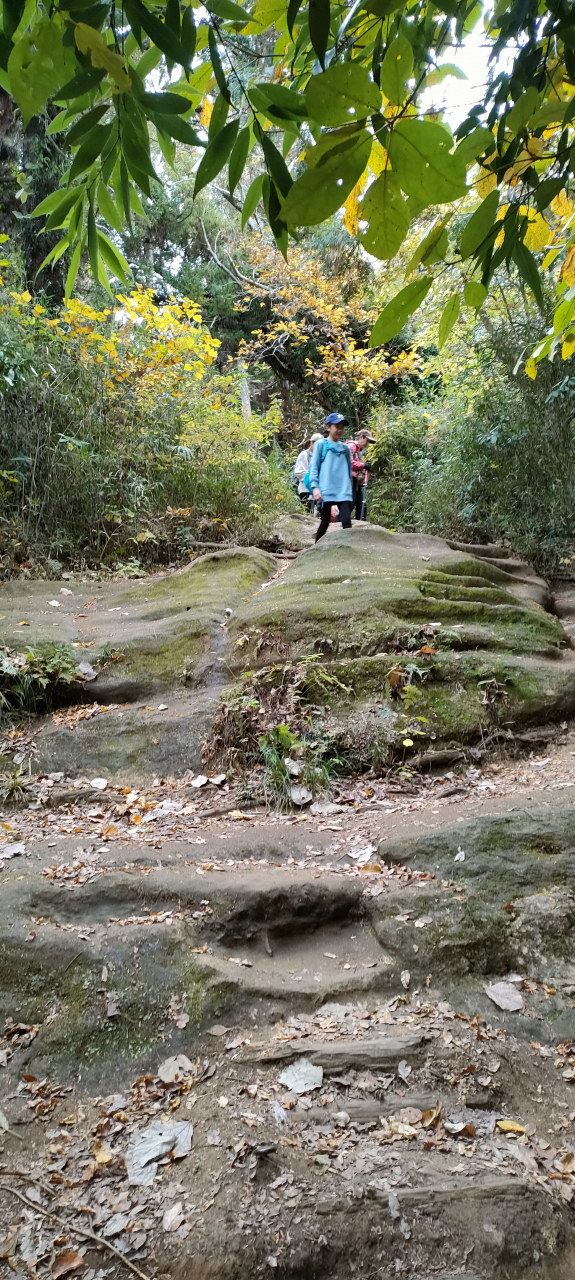 年少さんくらいの子供集団が元気に歩いてました
