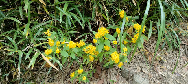 「アキノキリンソウ」