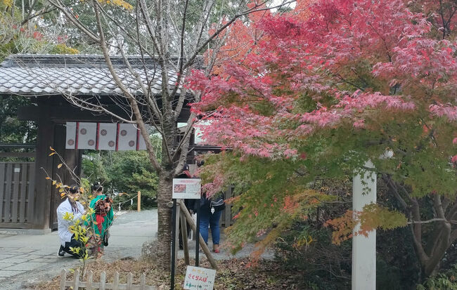 七五三参りの人もいましたね<br />鎌倉駅まで歩いても２５分くらいだから、歩くつもりでいたら、鎌倉宮バス停にいたバスを見かけたので、飛び乗りました<br />小町通りを歩いてないけど、紅葉シーズンだから観光客やインバウンドの人で混んでいたいたでしょうねぇ。