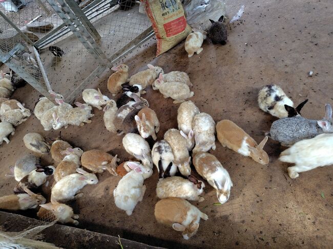 行くべきスポットは回り終えてしまいました…<br />ですが、自分バイクに乗るのが好きなので、適当に流してみましょう。<br />山の上のお寺を見に行ったのですが、うさぎの楽園でした。