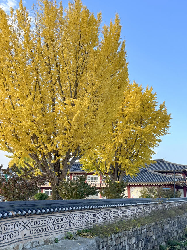 立派な銀杏の木