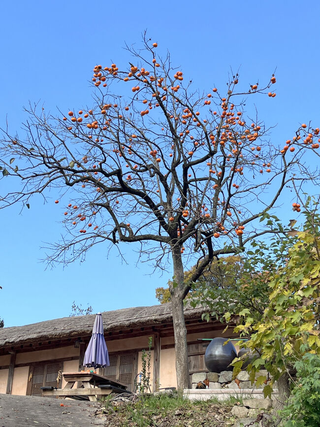 柿の木も絵になります