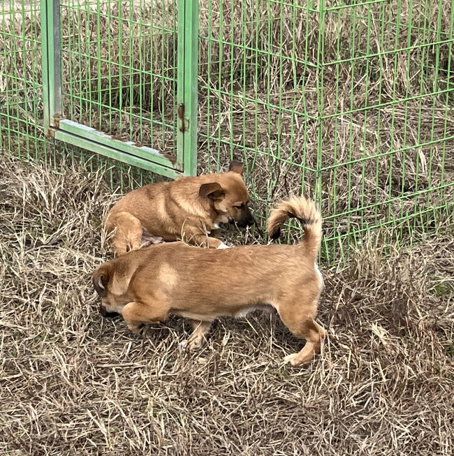 ワンコもいましたよ