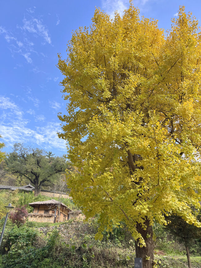 立派な銀杏の木！<br />とっても綺麗