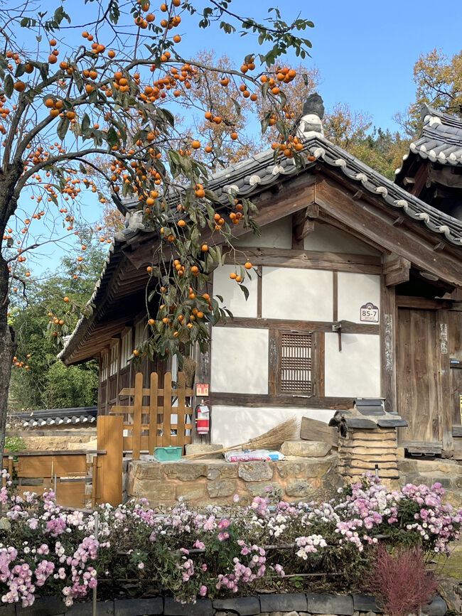 柿の実がたくさん♪