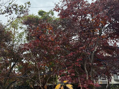 お昼ご飯はいつも行く紅葉亭というお蕎麦屋さんです。
紅葉亭と言うだけあってお庭の紅葉が綺麗です。