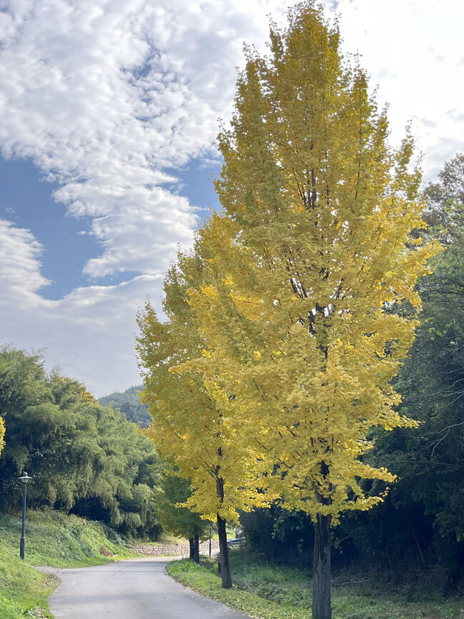 立派なイチョウの木を眺めながら歩きます