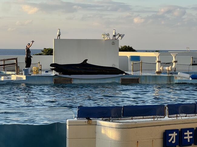 始まりました～<br /><br />え∑(ﾟДﾟ)！！<br /><br />イルカってあんなに大きいの？？