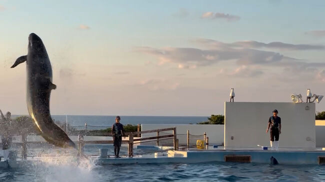 スゴい迫力！！<br /><br />15分間のイルカショーでしたが、無料なんて～スゴい<br /><br />さっきからスゴいしか言ってませんが(￣▽￣;)<br />