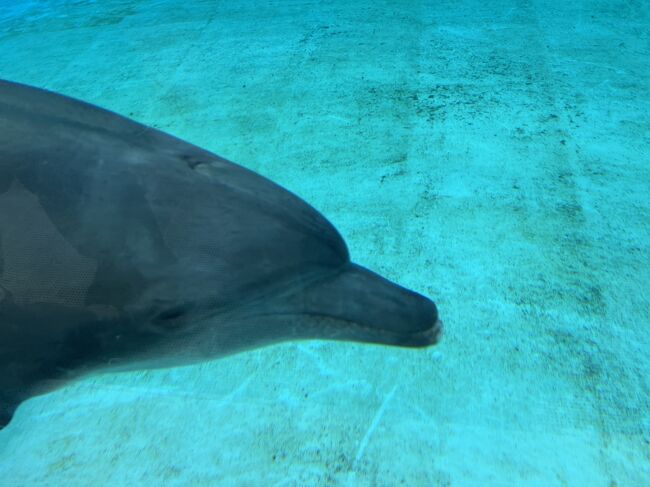 近くの水槽で泳いでました～<br />マジでかわゆ(*'ω'*)