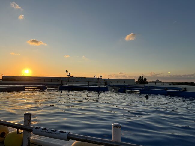 ここでも優雅に泳いでましたよ～<br /><br />なんせ、サンセットは最高！！