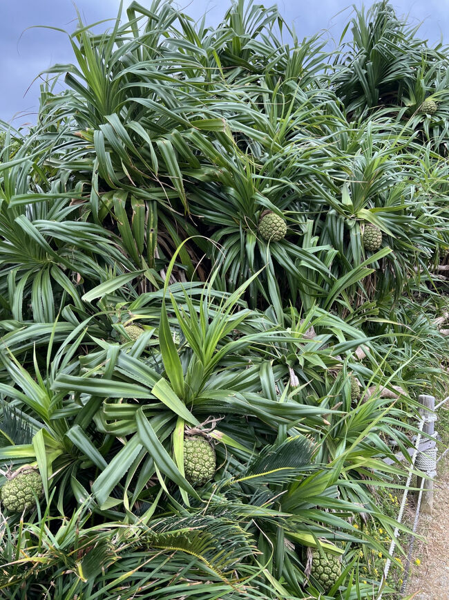 間近でパイナップルも見れて良かったでーす♪