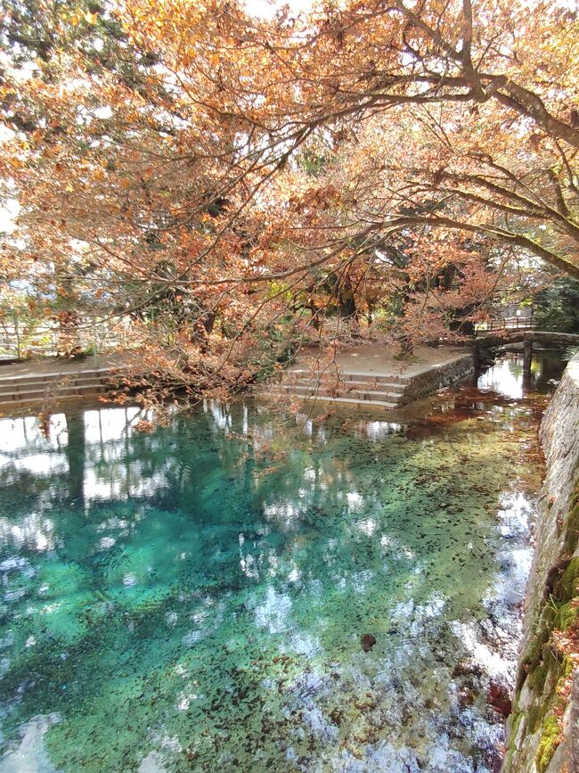 エメラルド色で本当に綺麗