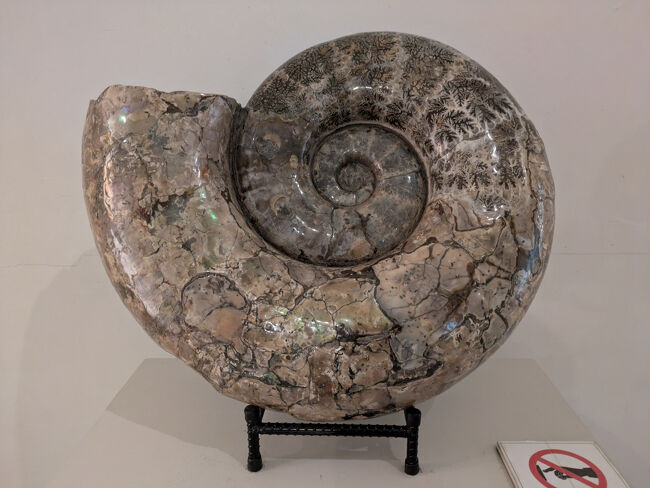 自然史はそんなに興味が無いのでざっくりと。