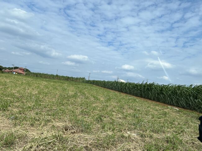 では、次の場所へ移動します<br />沖縄は最近バイパスとか新しい道がたくさん出来て、サトウキビ畑なんて通らないね～と話してたら、、
