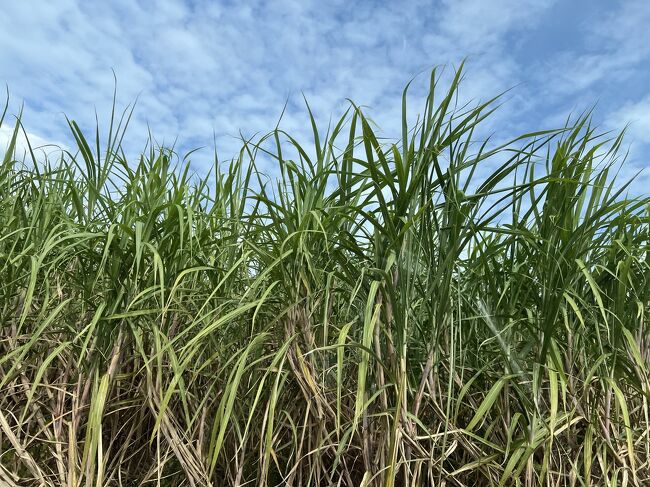 ザワワやーーーん＼(^o^)／<br /><br /><br />これこれ！沖縄キターーーって感じよ(^_^)