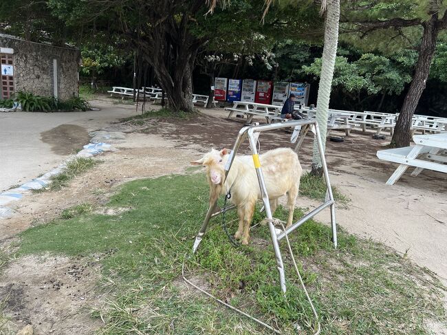 ペットがヤギ？ってのがツボる～笑。<br /><br />では次へ行く前に、、トイレに行ったのですがあまりにも・・・だったので近くのスーパーググって。