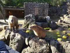 これは別日に行ったシャボテン公園へ。
ゆず湯が始まってました。カピバラの表情がたまらん。