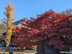 祐天寺の紅葉