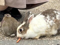 うさぎの島　大久野島