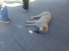 カイマルク地下都市に到着。
この犬、涎たらしながら死んだように爆睡。

皆に写真撮られているのに気が付かない。