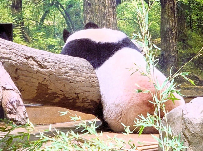 寝心地悪そうな体勢です笑<br />でも可愛い♪