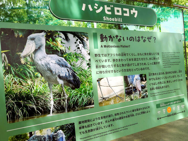 次にハシビロウコウを見に行きます。