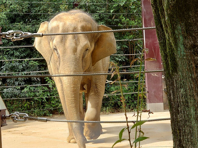ゾウなどを見て回り…