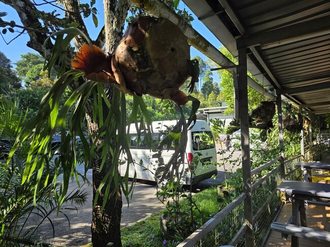 大きなビカクシダがたくさん