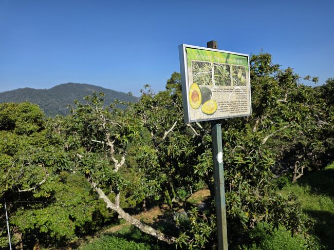 アボガド<br />実っていません。