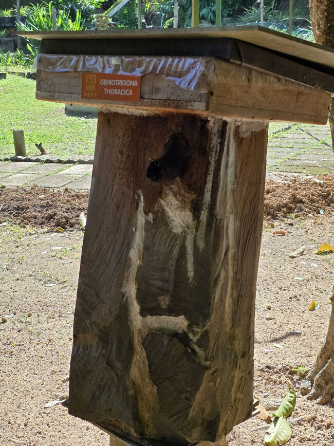 蜂の巣箱<br />蜂ちいさい