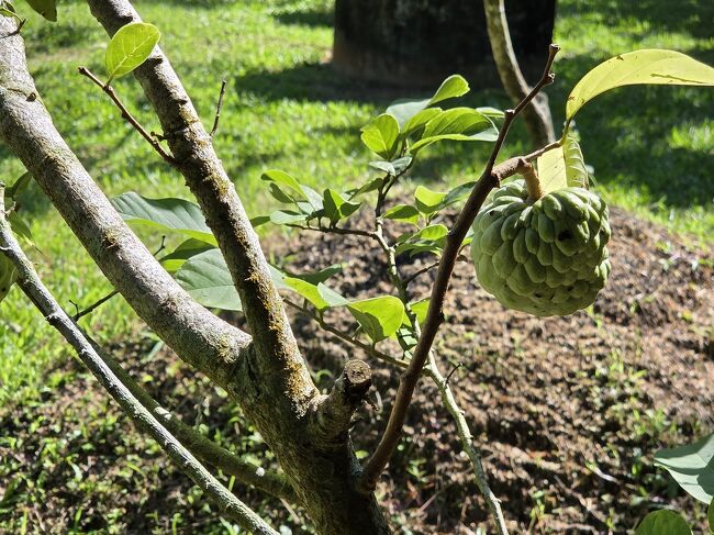 シュガーアップル<br />甘くてバニラみたいだよね