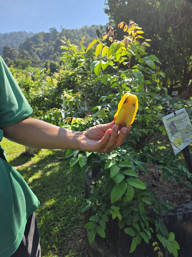 スターフルーツ