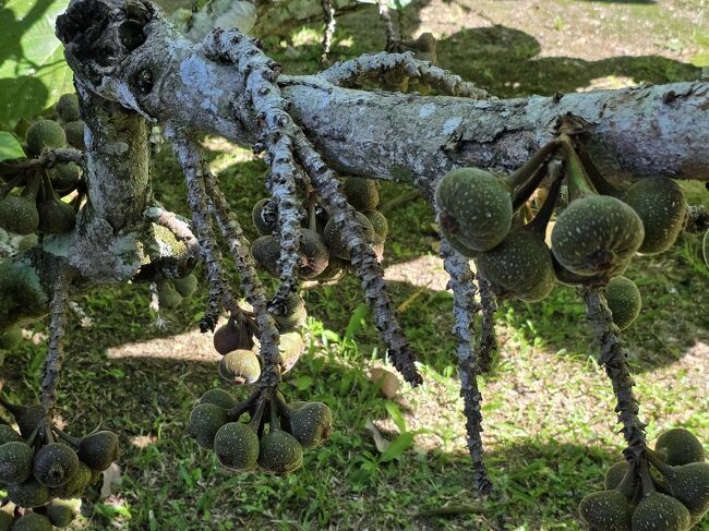 無花果<br />実の付き方が全然違う<br />乾燥に強いのがよく解る