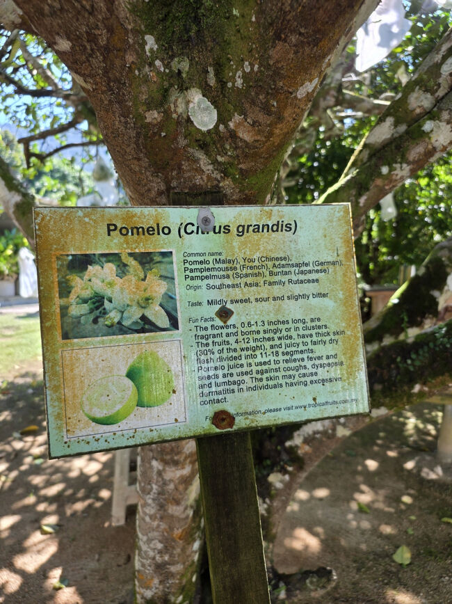 ポメロ（ぶんたん）