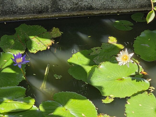 午後でも咲いてる。