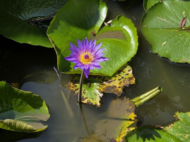 蓮だよね？<br />違うのかな？