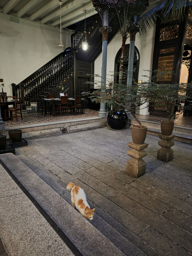 猫さんも働きます。<br />もう一匹猫さん居たのですが、<br />首輪を着けて貰ってたのはこの子だけ。