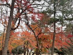 宗廟に紅葉を観に行きました。少し落ち葉になってしまっていましたが、混んでいなくて、ゆっくり散歩できて、良い場所です。