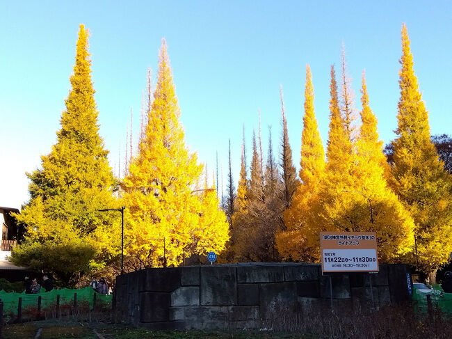 黄金色に輝く約300mのいちょう並木