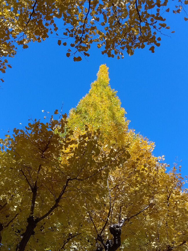 青空に映えます