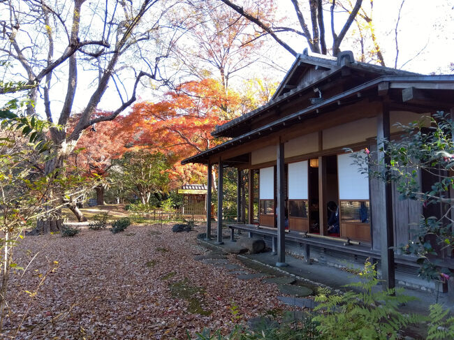 紅葉の庭園を眺めながら、お抹茶を楽しみましょう♪
