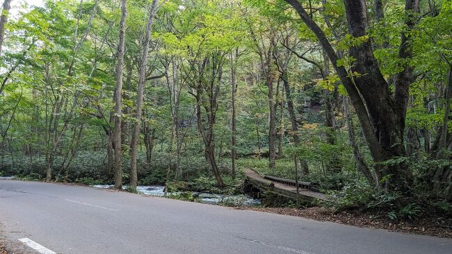 奥入瀬渓流も紅葉の名所なのですが、標高が低いのでほとんど色づいておらず、、<br />紅葉シーズン前でもこの混雑なのですから、見頃ともなるとすごいことになりそうです