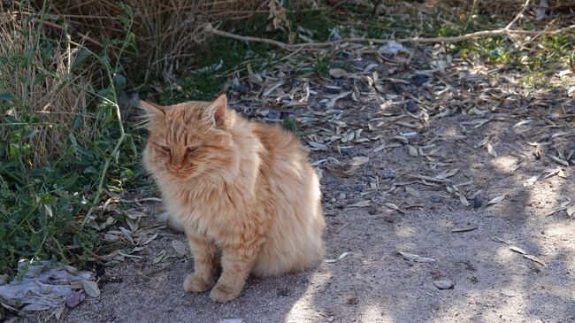 ギョレメの猫<br />